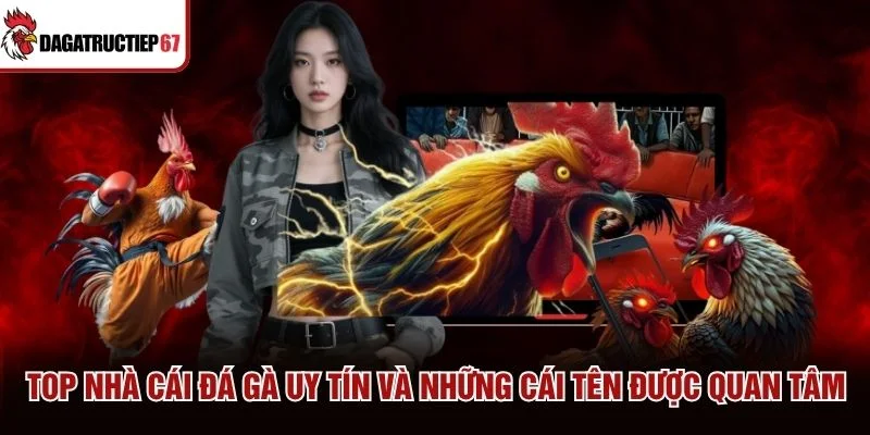 Top Nhà Cái Đá Gà Uy Tín Và Những Cái Tên Được Quan Tâm
