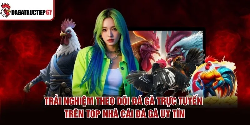 Trải nghiệm theo dõi đá gà trực tuyến trên top nhà cái đá gà uy tín Trải nghiệm theo dõi đá gà trực tuyến trên top nhà cái đá gà uy tín