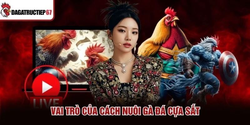 Vai trò của cách nuôi gà đá cựa sắt