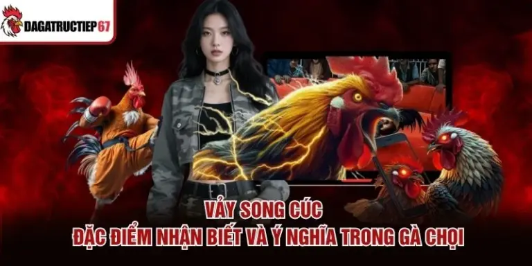 Vảy Song Cúc – Đặc Điểm Nhận Biết Và Ý Nghĩa Trong Gà Chọi