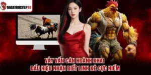 Vảy Vấn Cán Hoành Khai - Dấu Hiệu Nhận Biết Linh Kê Cực Hiếm