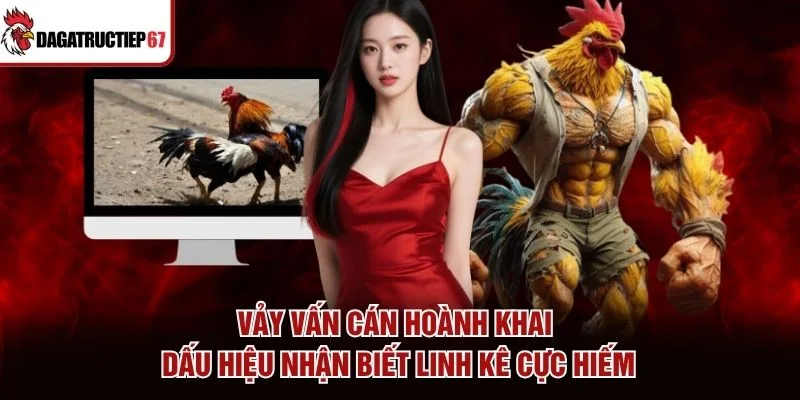 Vảy Vấn Cán Hoành Khai - Dấu Hiệu Nhận Biết Linh Kê Cực Hiếm