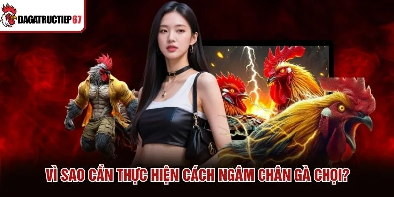 Vì sao cần thực hiện cách ngâm chân gà chọi?