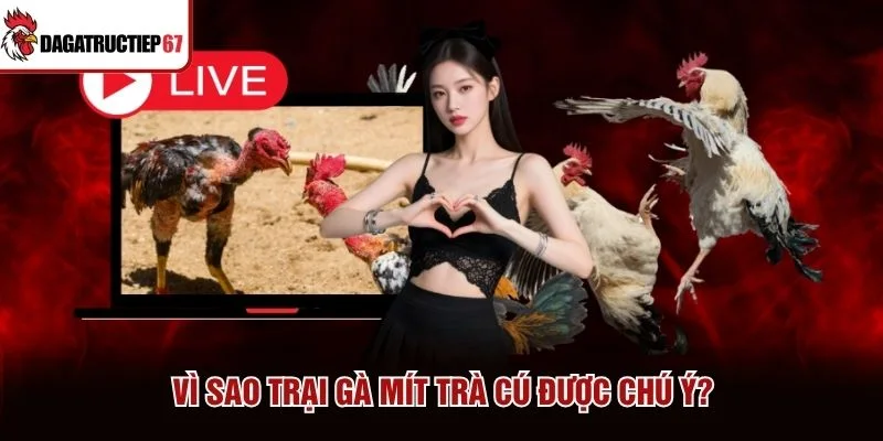 Vì sao trại gà Mít Trà Cú được chú ý?