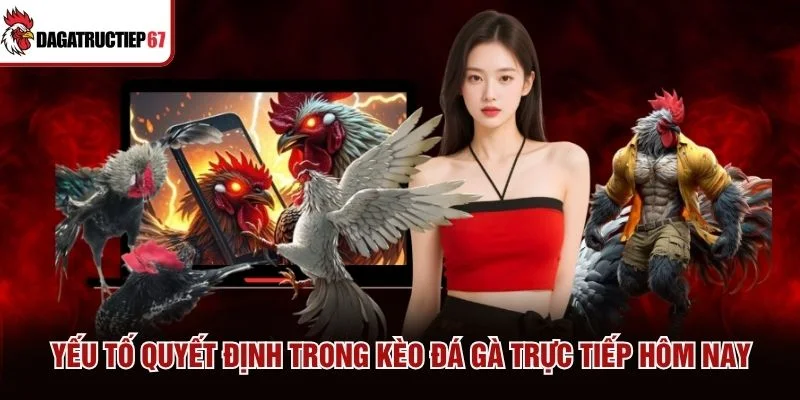 Yếu tố quyết định trong kèo đá gà trực tiếp hôm nay Yếu tố quyết định trong kèo đá gà trực tiếp hôm nay